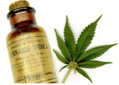 CBD Öl Test